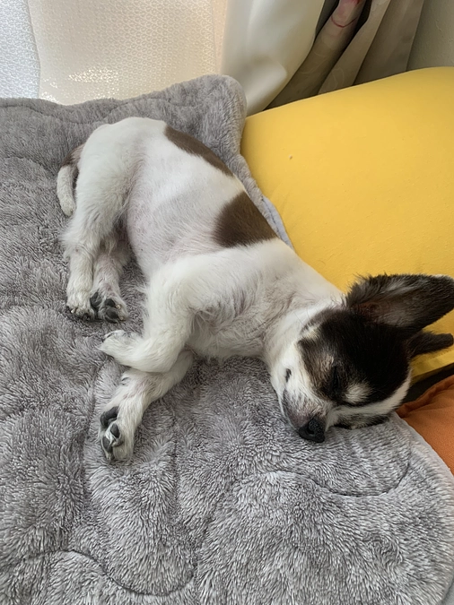 日曜日なので神社へ⛩️