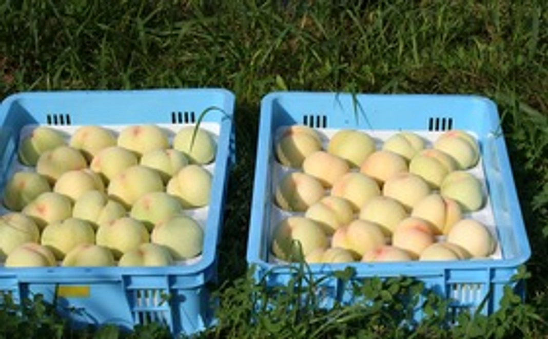 岡山特産白桃（白鳳、清水白桃、白麗、白皇)3000円のプレミアムクーポン