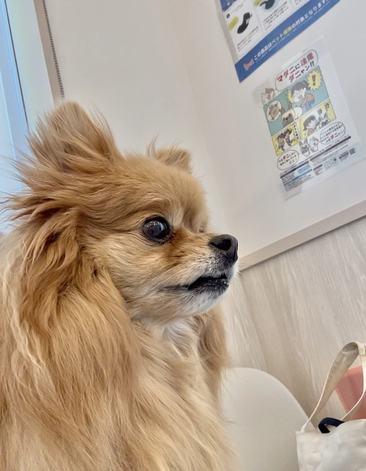 手術前の最後の検査日