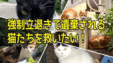 立退きで捨てられる猫を救いたい／シェルター創設にお力を貸して下さい のトップ画像