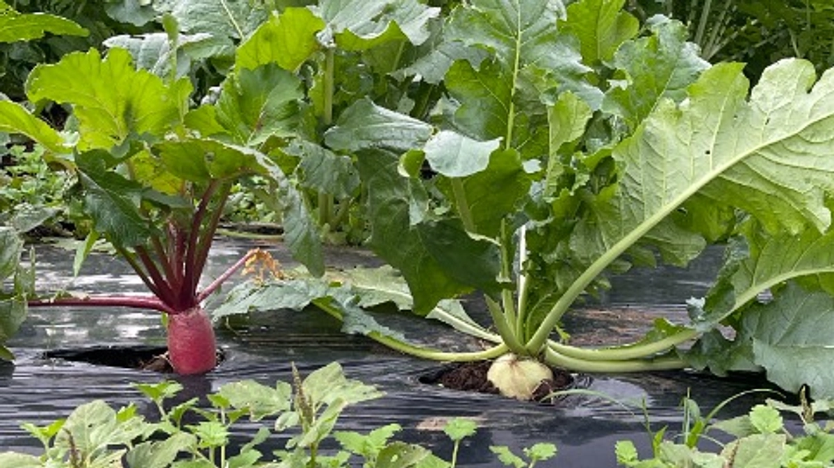 11/3(日)・11/4(月) JIKE NATURAL MARKET開催します！