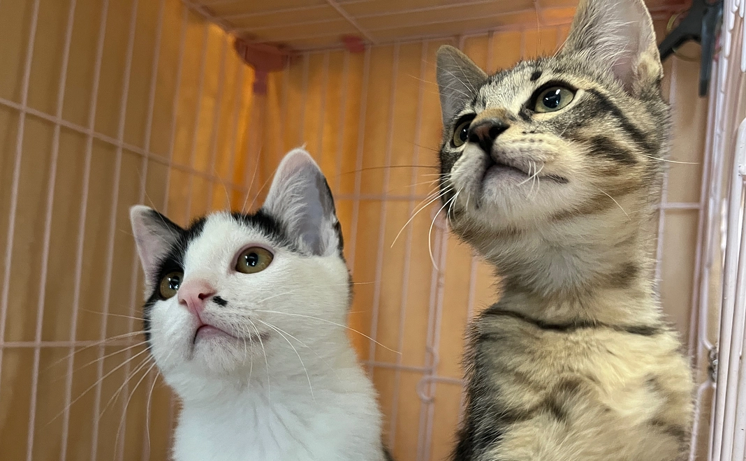 【リターン不要】10,000円応援コース