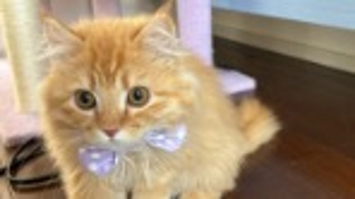 ありがとうございます