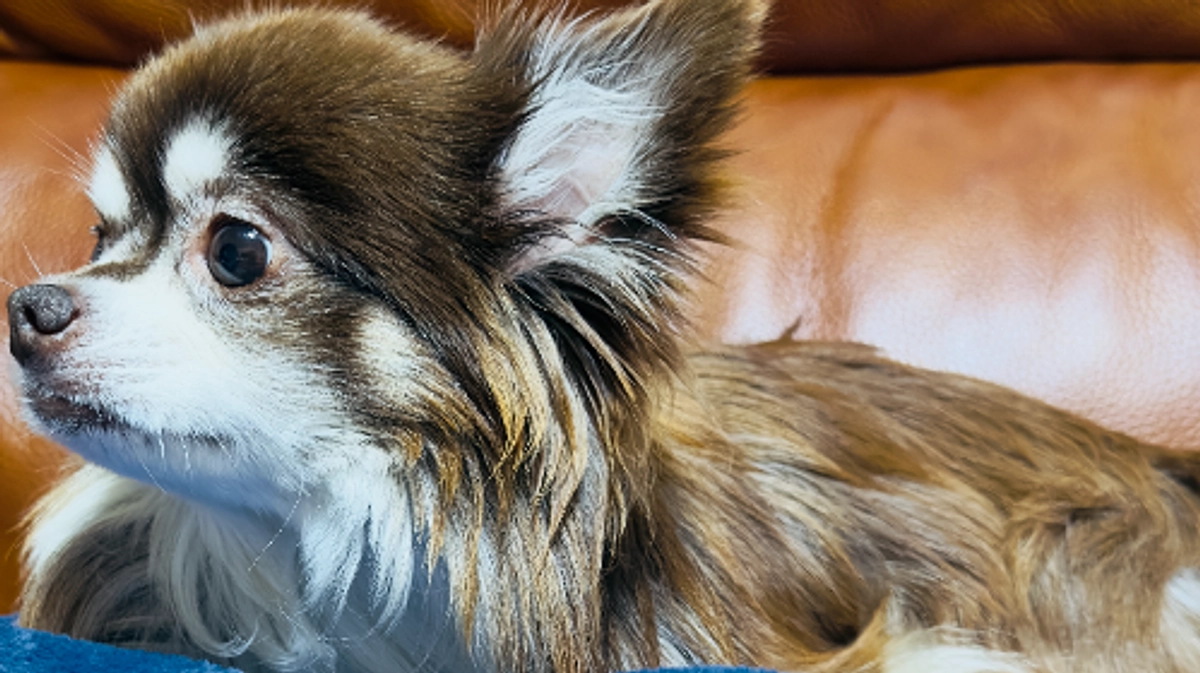 天候の変化で茶太郎の体調も左右されているのかも