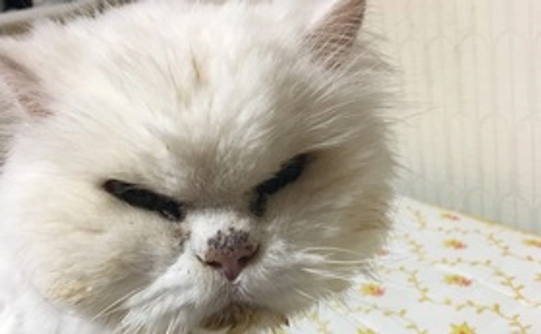 少しでも長生き。