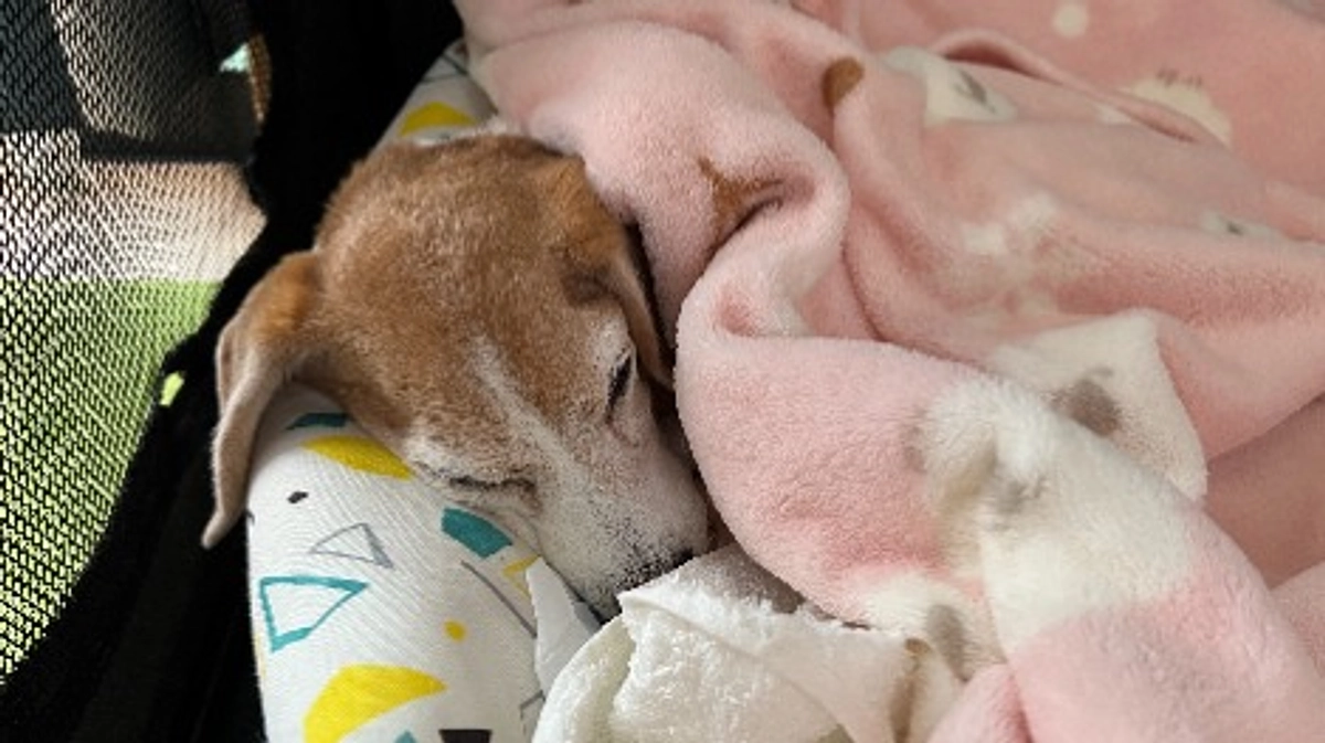 11/10 私のX(旧Twitter)より引用。