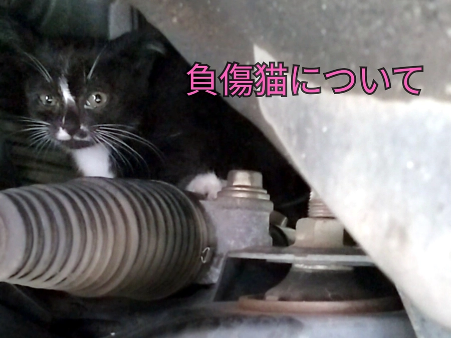 負傷猫について
