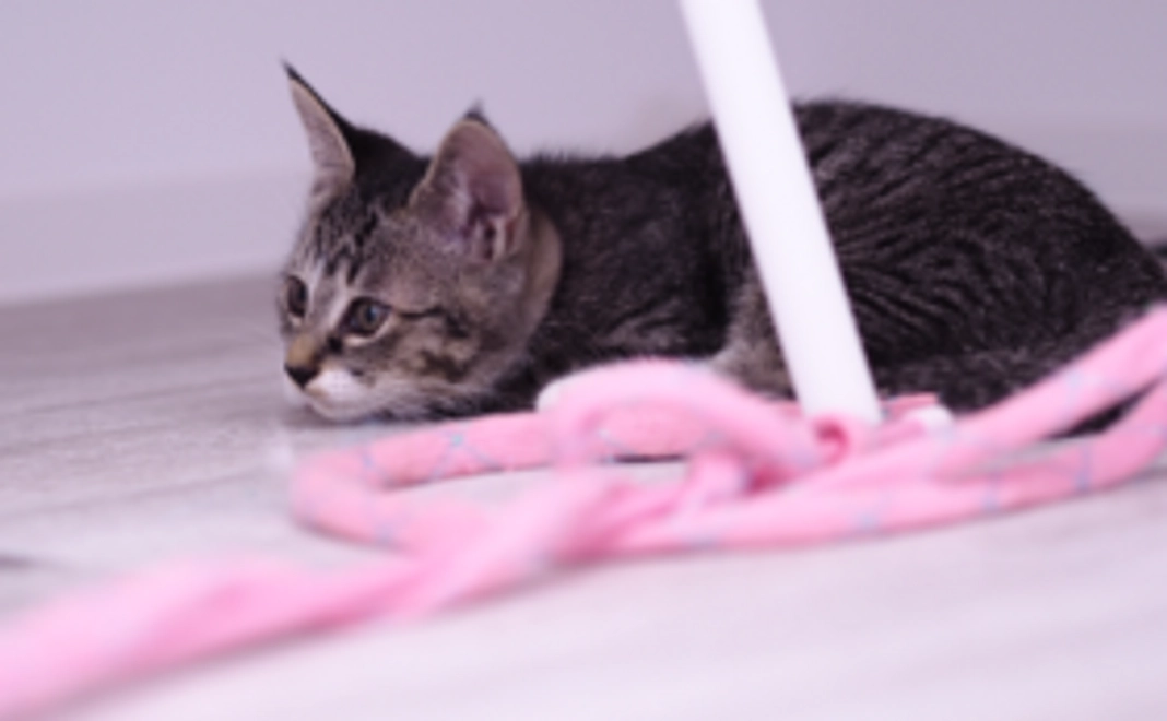 にゃんこ幸せ応援コース