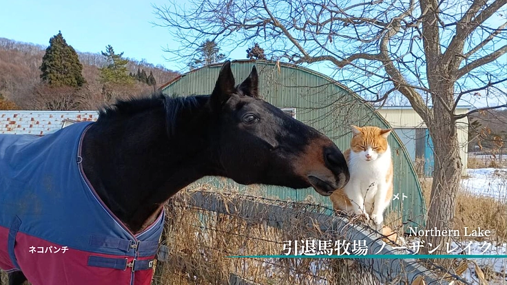 1頭1頭と向き合い続けるために。引退馬たちに安心安全な新厩舎建設へ