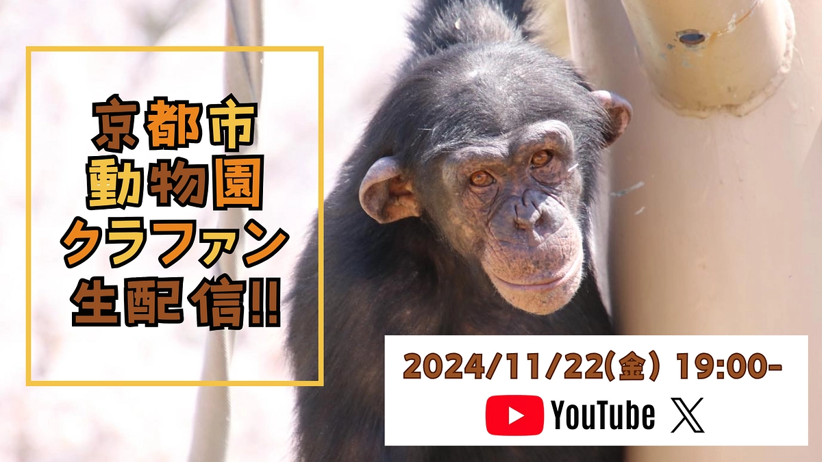 お見逃しなく！【11/22(金)19:00~｜生配信企画のお知らせ】