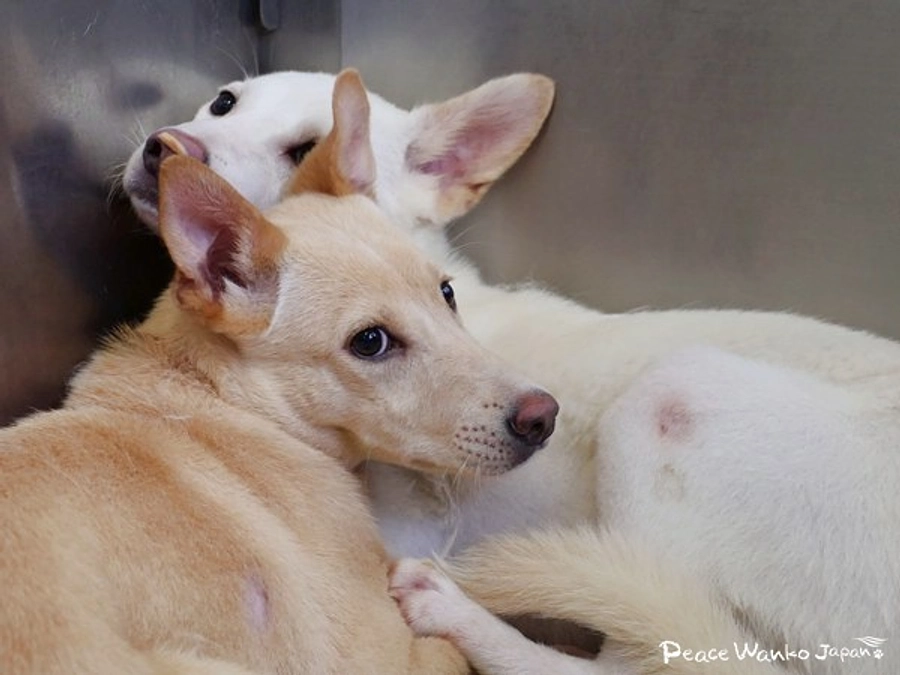 命をつなぐ。いま知って欲しいこと