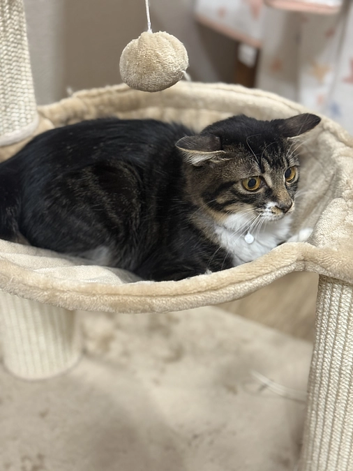 ぬくぬくジジさんです🐈‍⬛