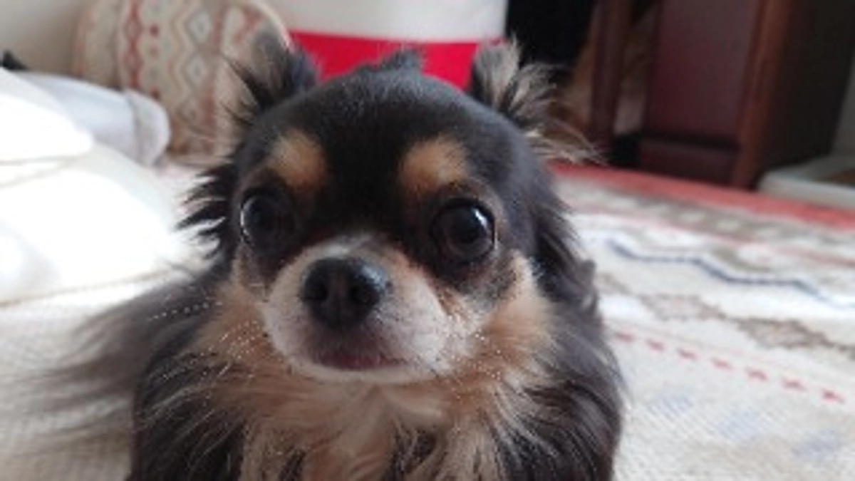 くまもんの様子