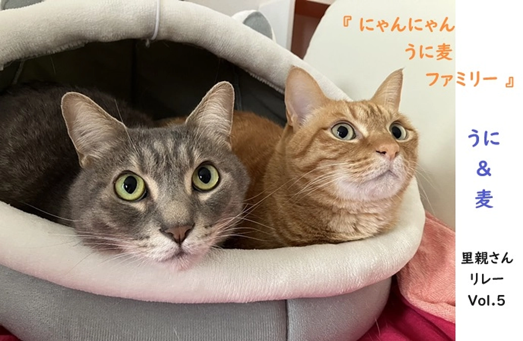 【里親さんメッセージリレーVol.5】うに ＆ 麦 ちゃん