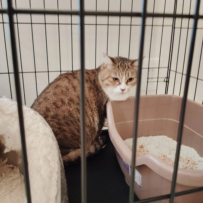 セイラさん、トライアルに旅立ちました！ →正式譲渡決定