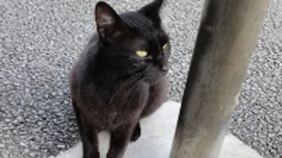 嫌われ猫からコンビニ看板猫へ…