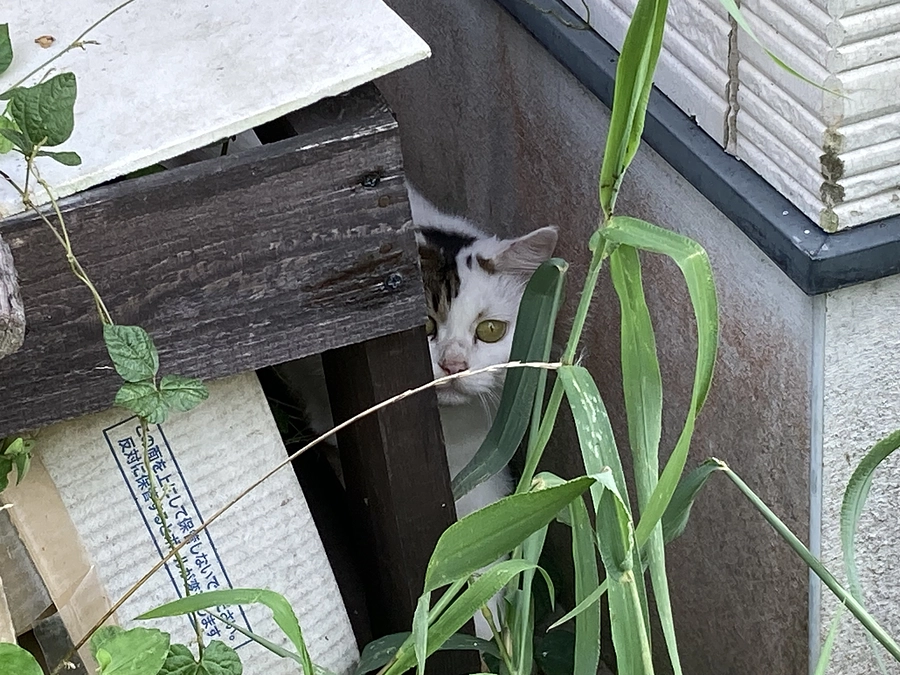 避妊手術後の体重管理