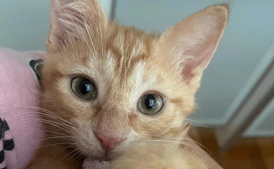 チロミル応援リターン不要6