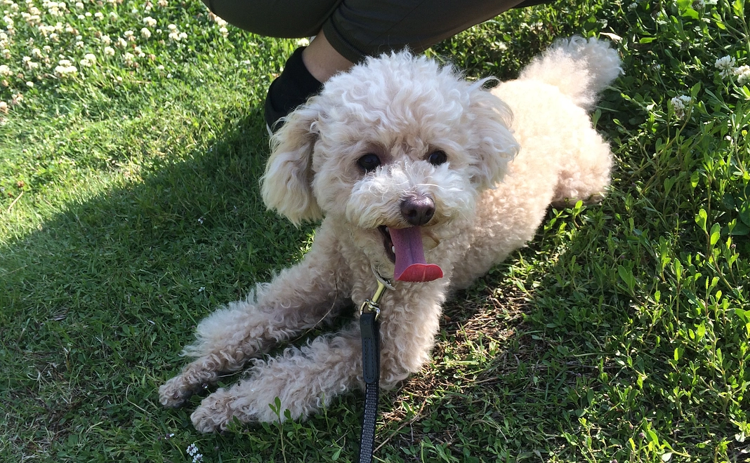 ペロへのご支援2