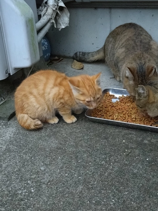 庭にいた子猫
