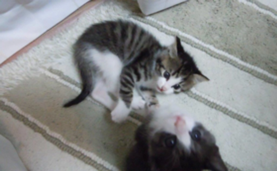 「3千円」寄附コース