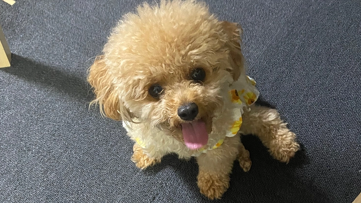 愛犬あんずの膝蓋骨脱臼G4の手術費用のご支援をよろしくお願いします