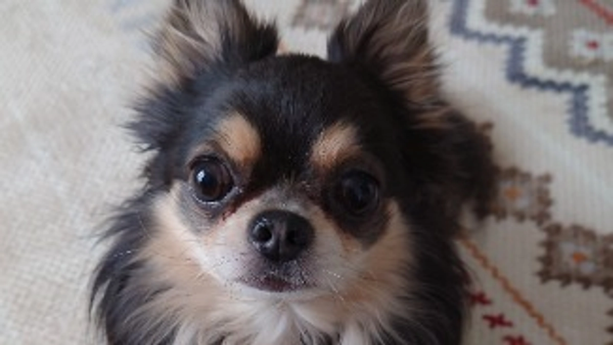 代理支援分を反映させていただきました