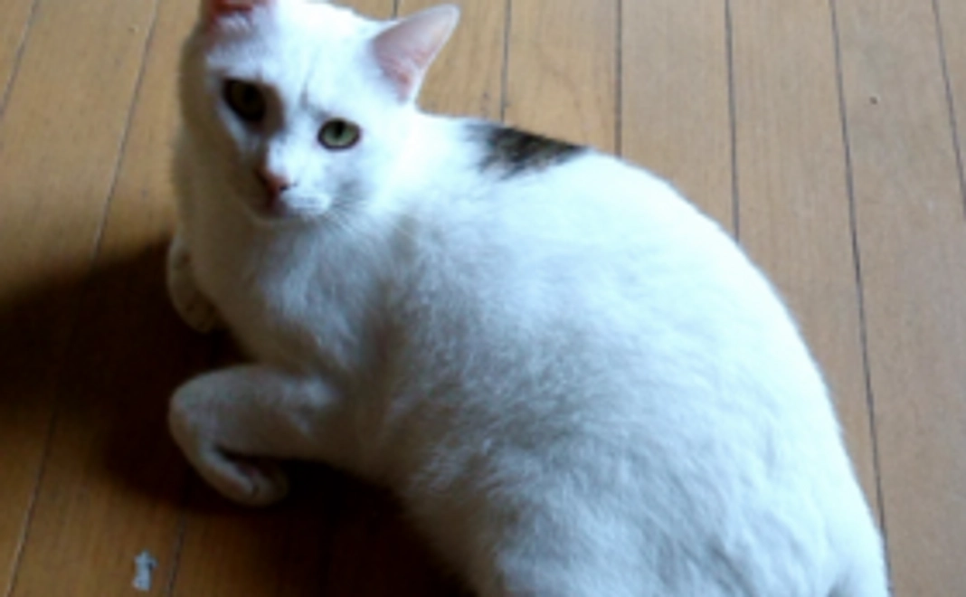 アニマルバディBコース 【オリジナルポストカード】