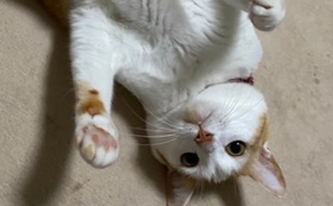 1500円コース(リターン不要)