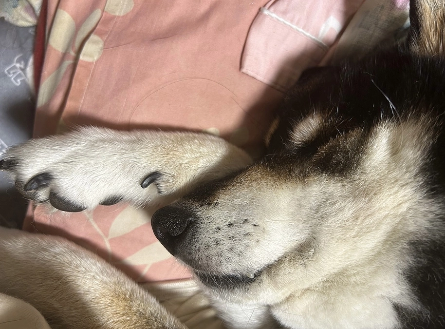 小鉄とカステラ