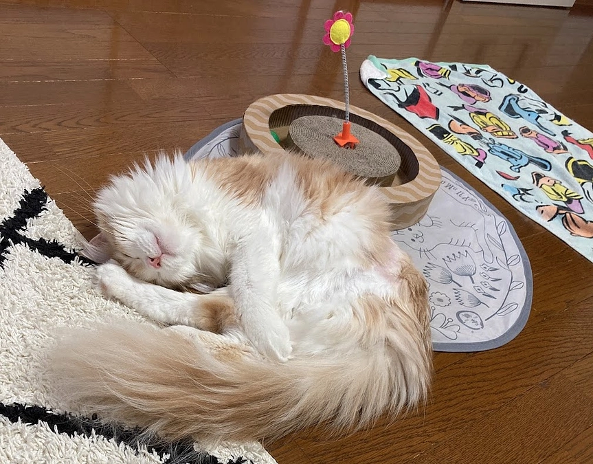 ご挨拶・9/19ルイの様子