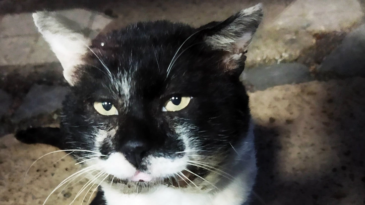 地域の野良猫を守りたい！小さな命にTNRと医療を届けるプロジェクト