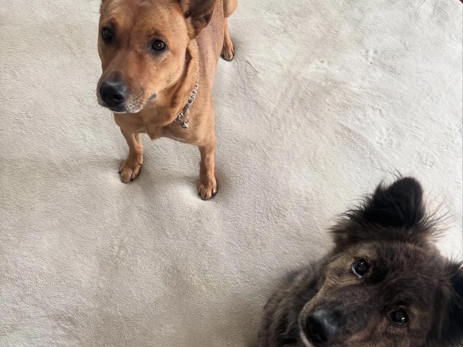 里親さまからのメッセージ　ダンテ、ペレ、サナーのご家族より