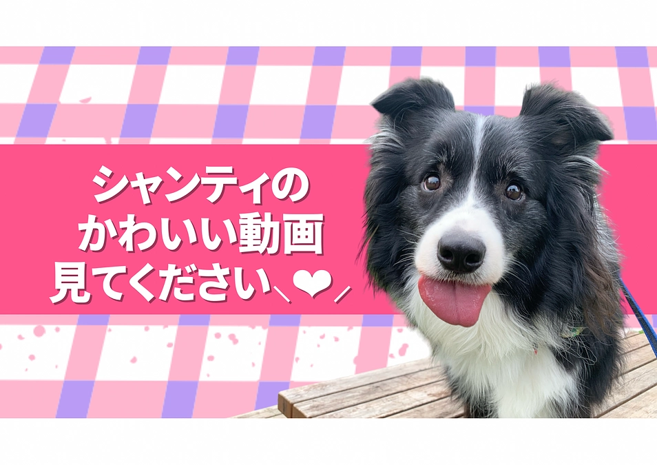 頷いてお返事をするシャンティ君🩵