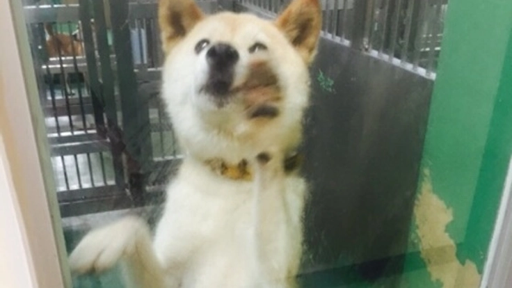 人間の都合によって捨てられた身寄りのない犬たちを救いたい！