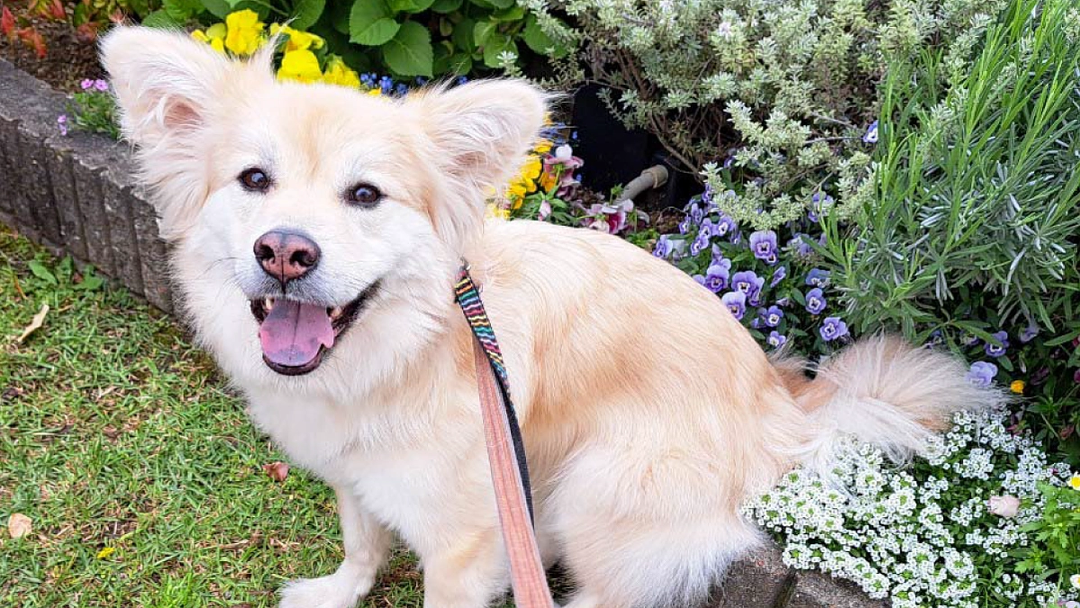 『最期まで自分で』と思っている私が、老犬ホームに託す想い