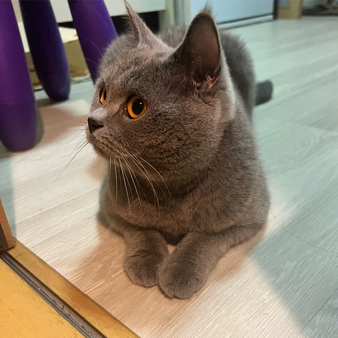 今日のドムくん