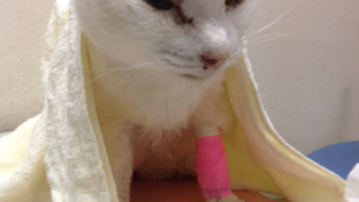 増える高齢者による多頭飼育崩壊や飼育放棄された猫を救いたい！