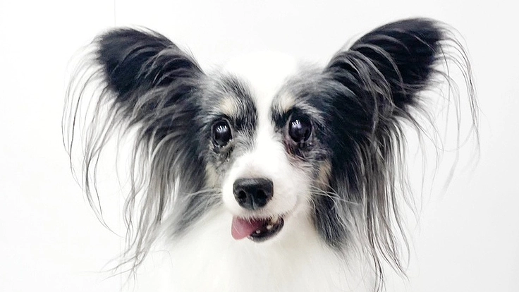 ブリーダーから保護したパピヨンちゃんの乳腺腫瘍手術費用を集めたい！