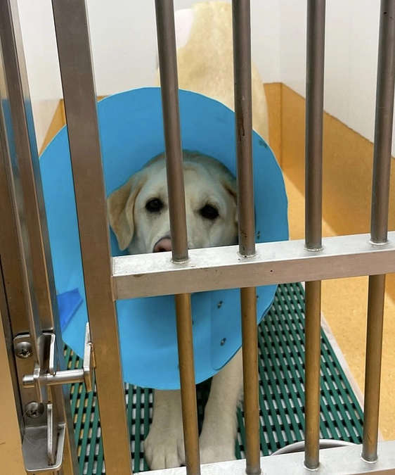 手術完了と経過報告