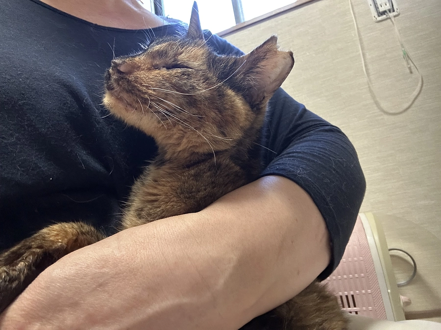 白血病キャリアのサビーヌちゃんの穏やかな時間