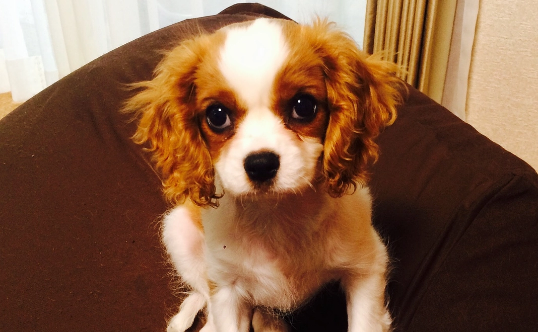 くーへの支援①