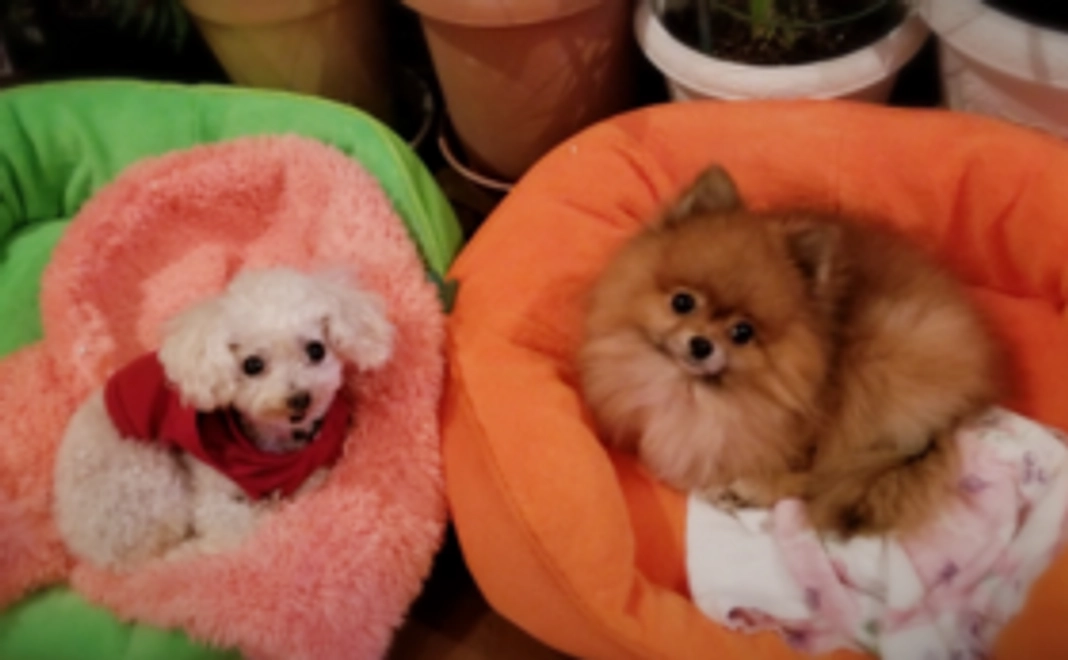 プロジェクト応援コース