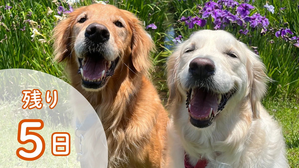 【残り5日】皆さまの温かいお気持ちに感謝