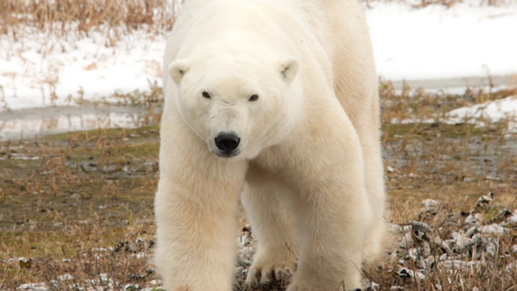 極地に生きる！絶滅危惧のホッキョク熊の命を写真に残したい！