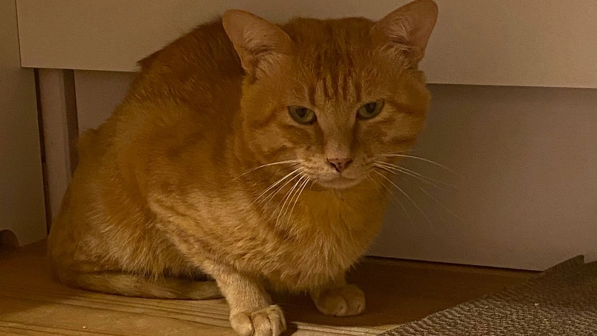 最近のクッキーの様子