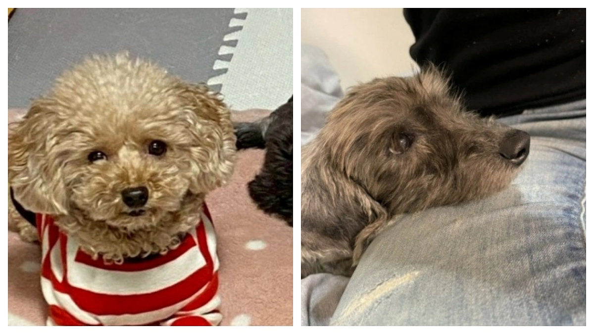 ちょっと衝撃的なビフォーアフター（閲覧注意です）