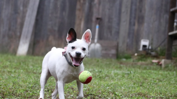 京都府京北の古民家でドッグラン付きのドッグカフェを開業したい