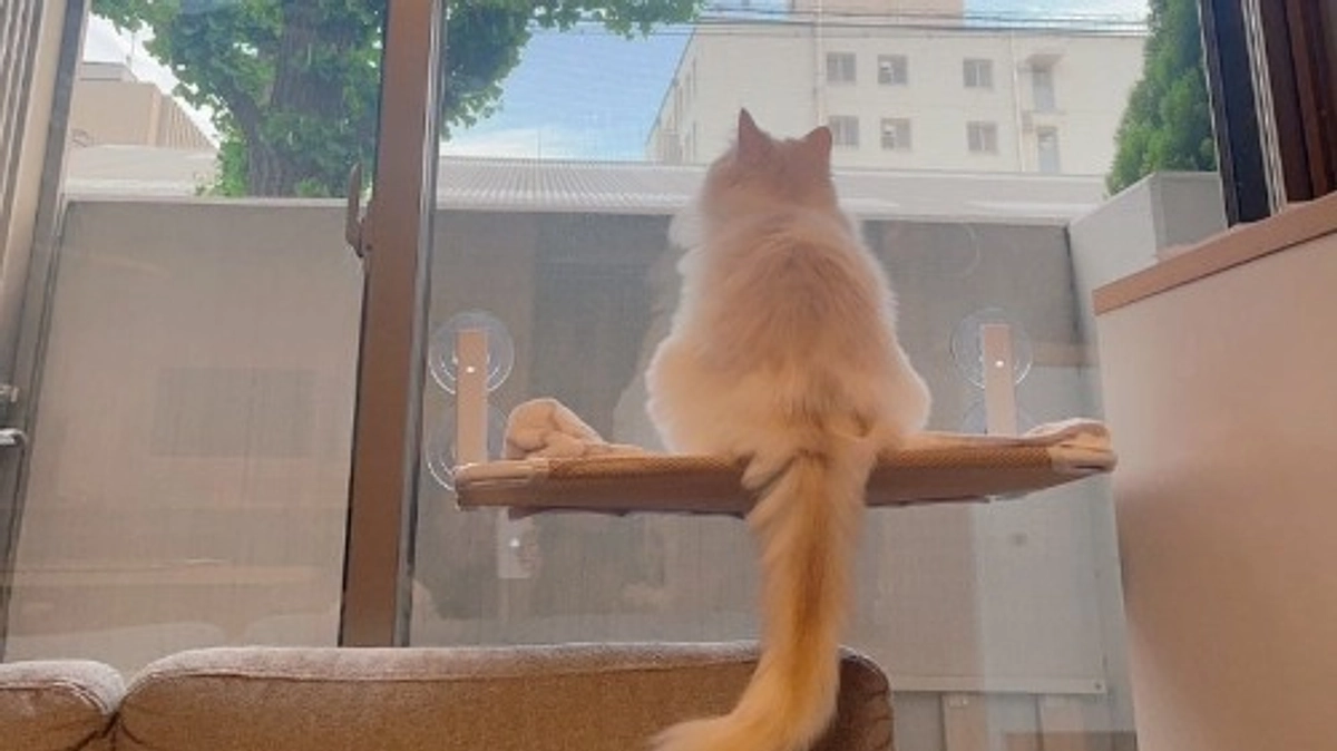 【残り4日🌷 第一目標達成御礼】保護猫「ままちゃん」との出会いと、代表峰さんへの感謝。