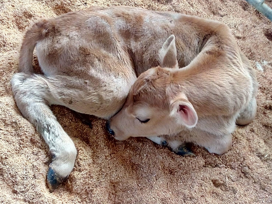 活動報告は裏メニュー